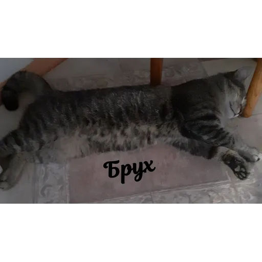 Мурррзик :3 - Sticker 3