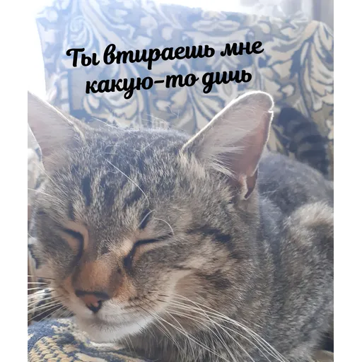 Мурррзик :3 - Sticker 4