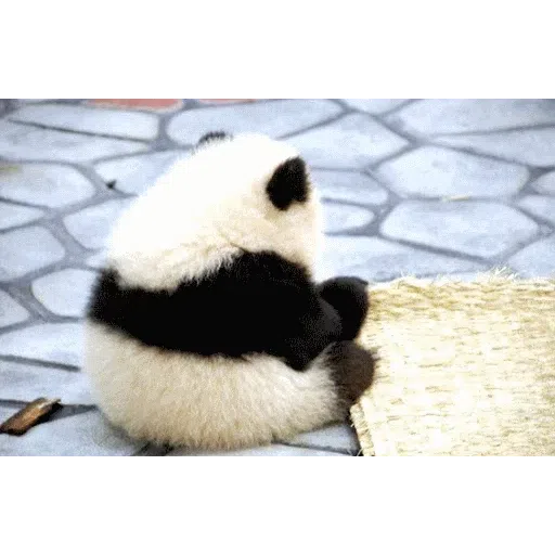 panda - Sticker 5