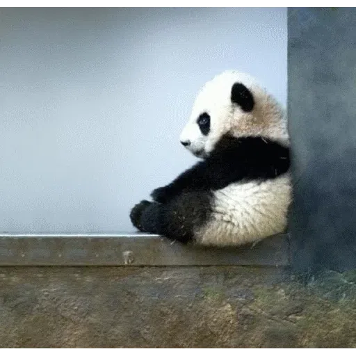 panda- Sticker