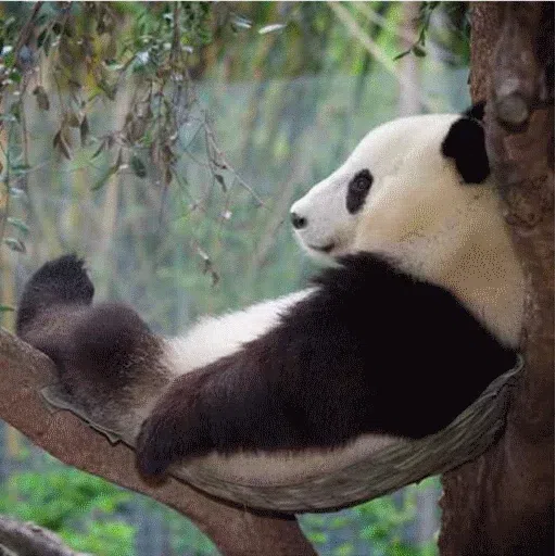 panda - Sticker 7