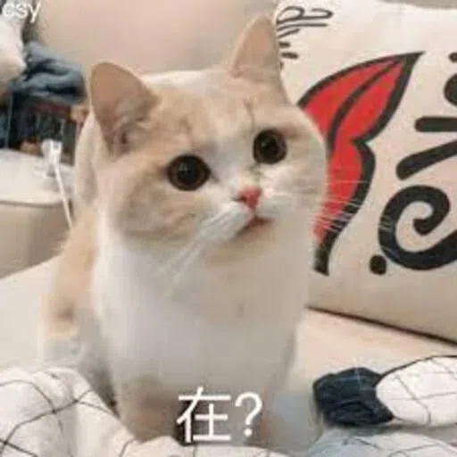 Cat meme - Sticker 4