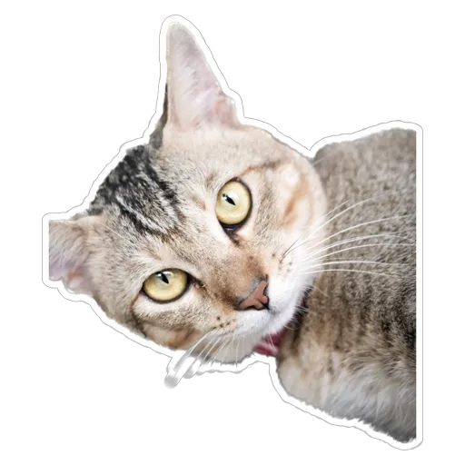sgn_meow3 - Sticker 3