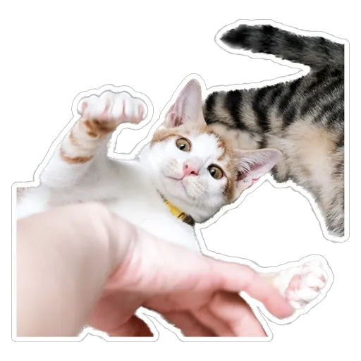 sgn_meow3 - Sticker 1